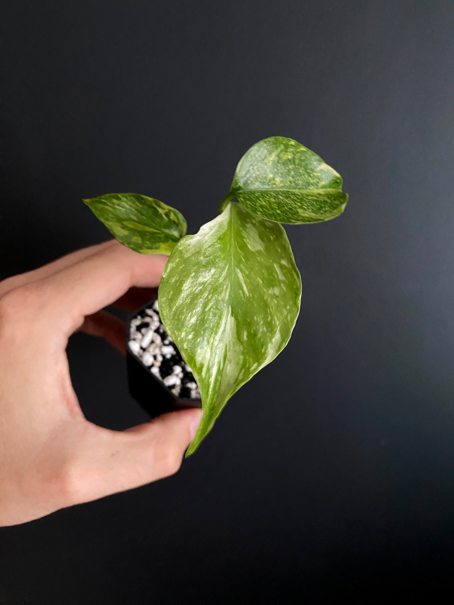 Monstera Deliciosa Electrolyte | 5 cm pot [A]