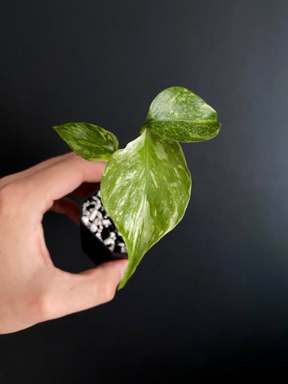 Monstera Deliciosa Electrolyte | 5 cm pot [A]