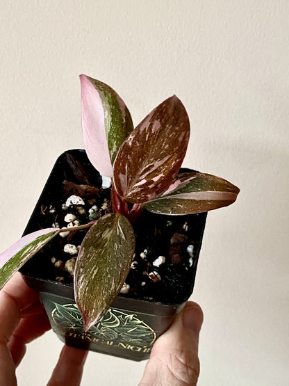Philodendron Pink Princess | 7 cm pot