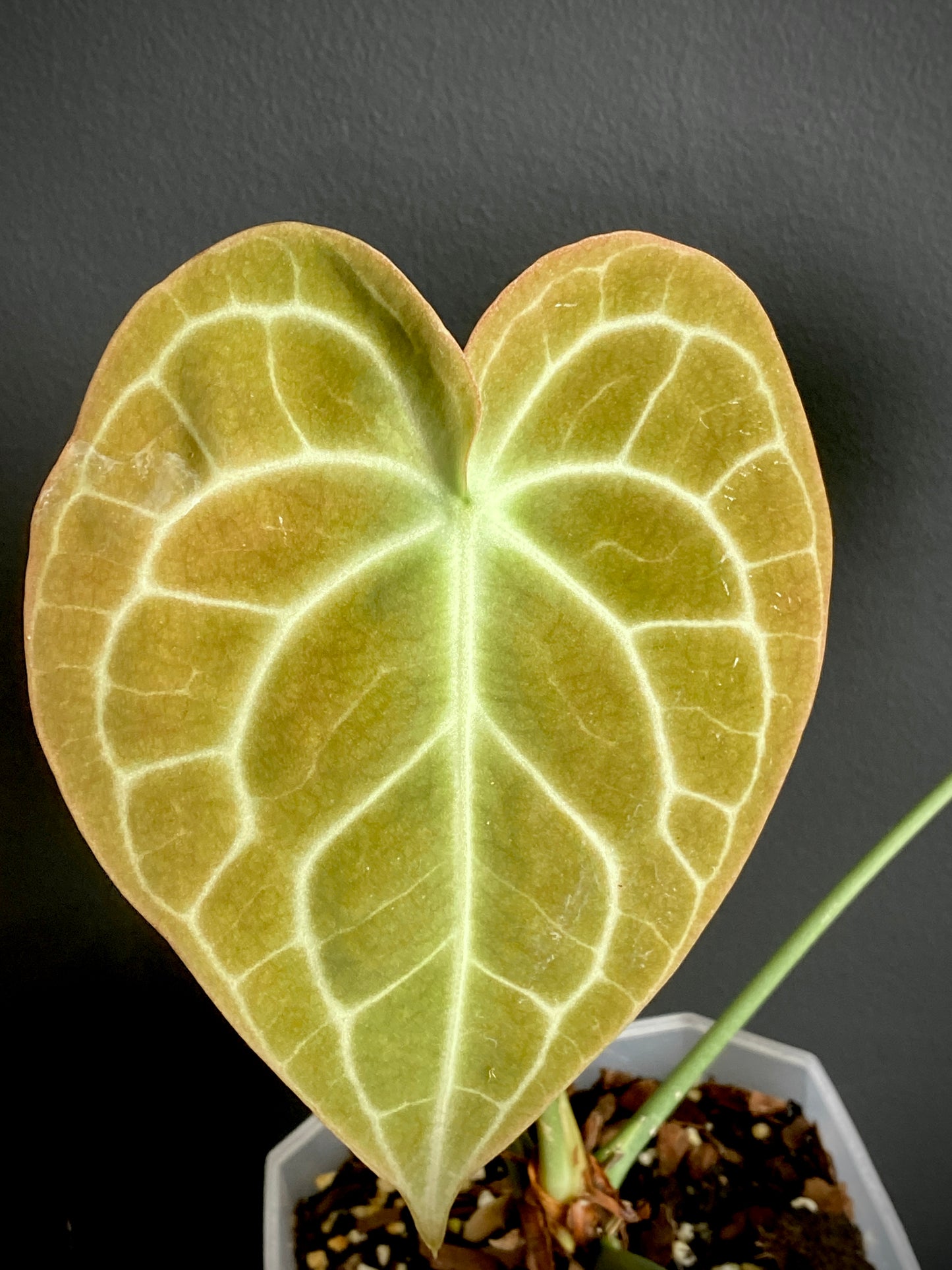 Anthurium Clarinervium | 12 cm pot