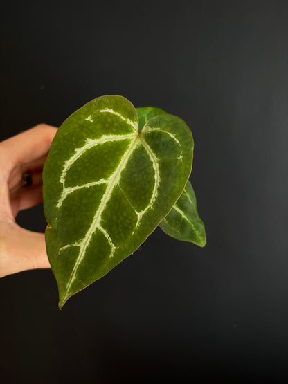 Anthurium Megatron X Black Venom (non-variegated) | 6 cm pot [B]