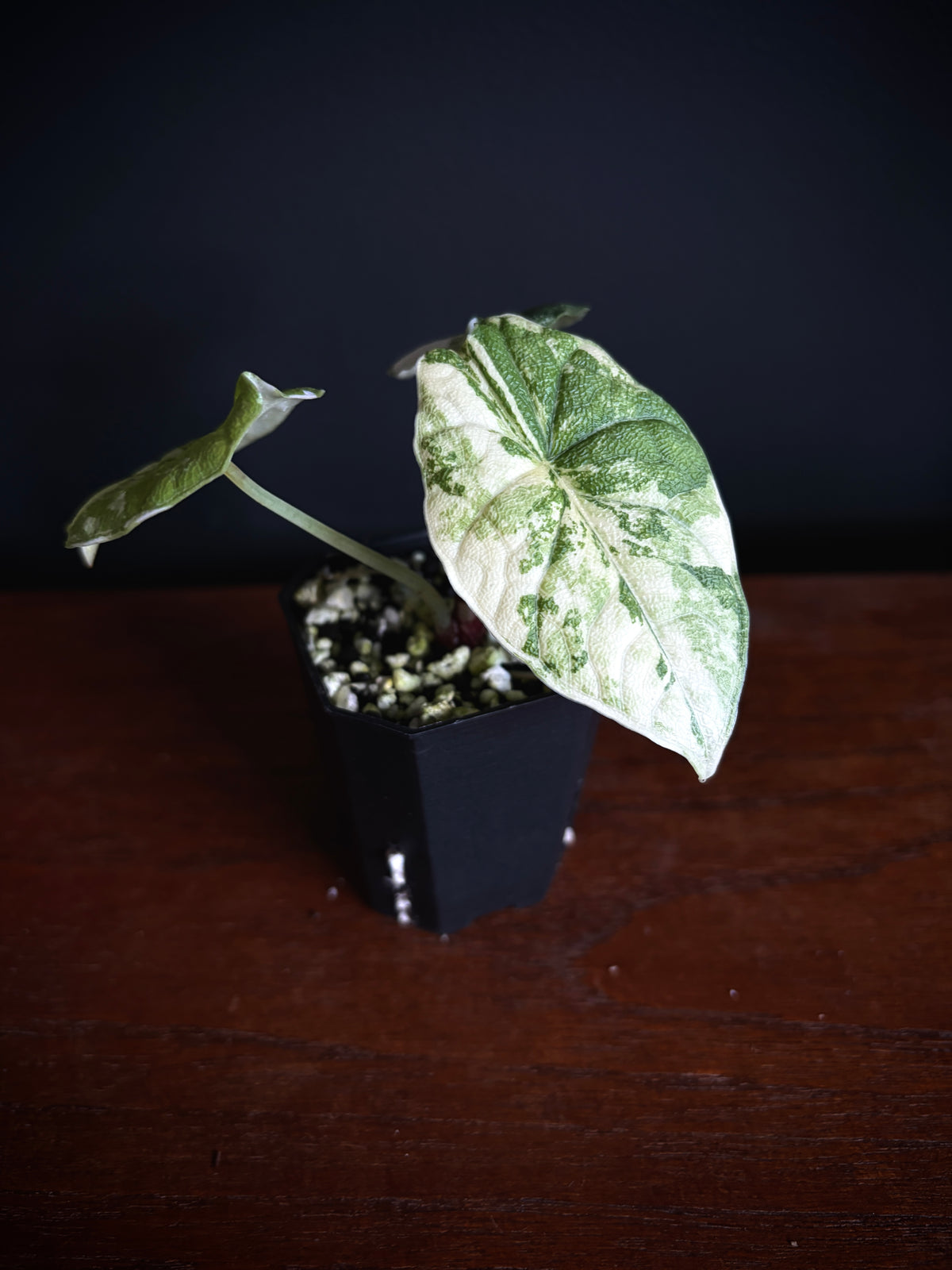 Alocasia Melo Albo variegata | 5 cm pot
