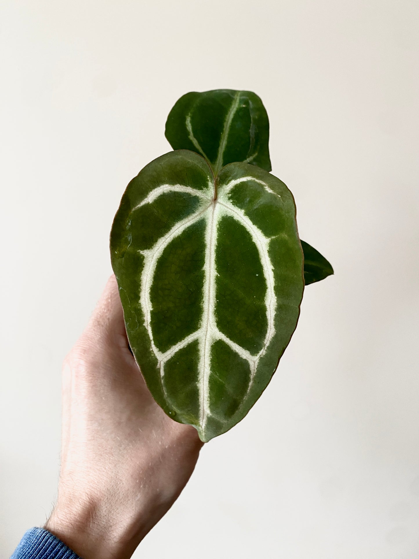 Anthurium Carlablackiae | 7 cm pot [C]