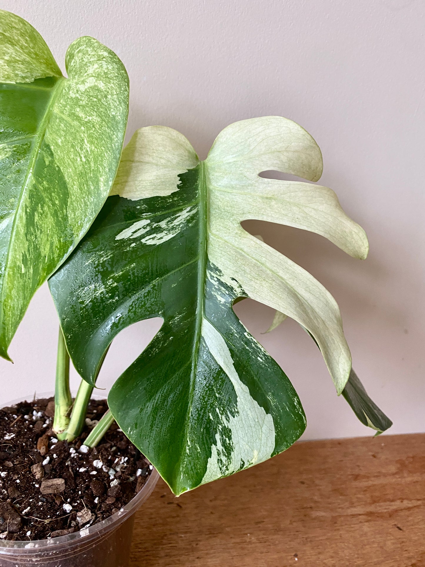 Monstera Jungle Mint/NoID | 12 cm pot