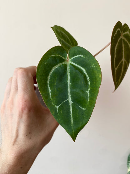 Anthurium Minahasa X (Michelle x Zara x AOS) | 7 cm pot