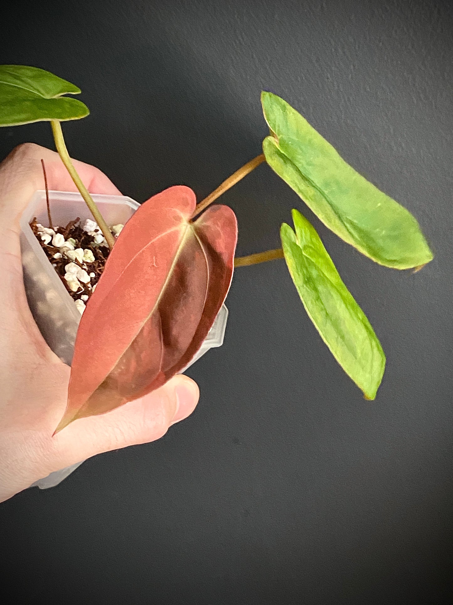 Anthurium Goliath (x self) variegated | 7 cm pot