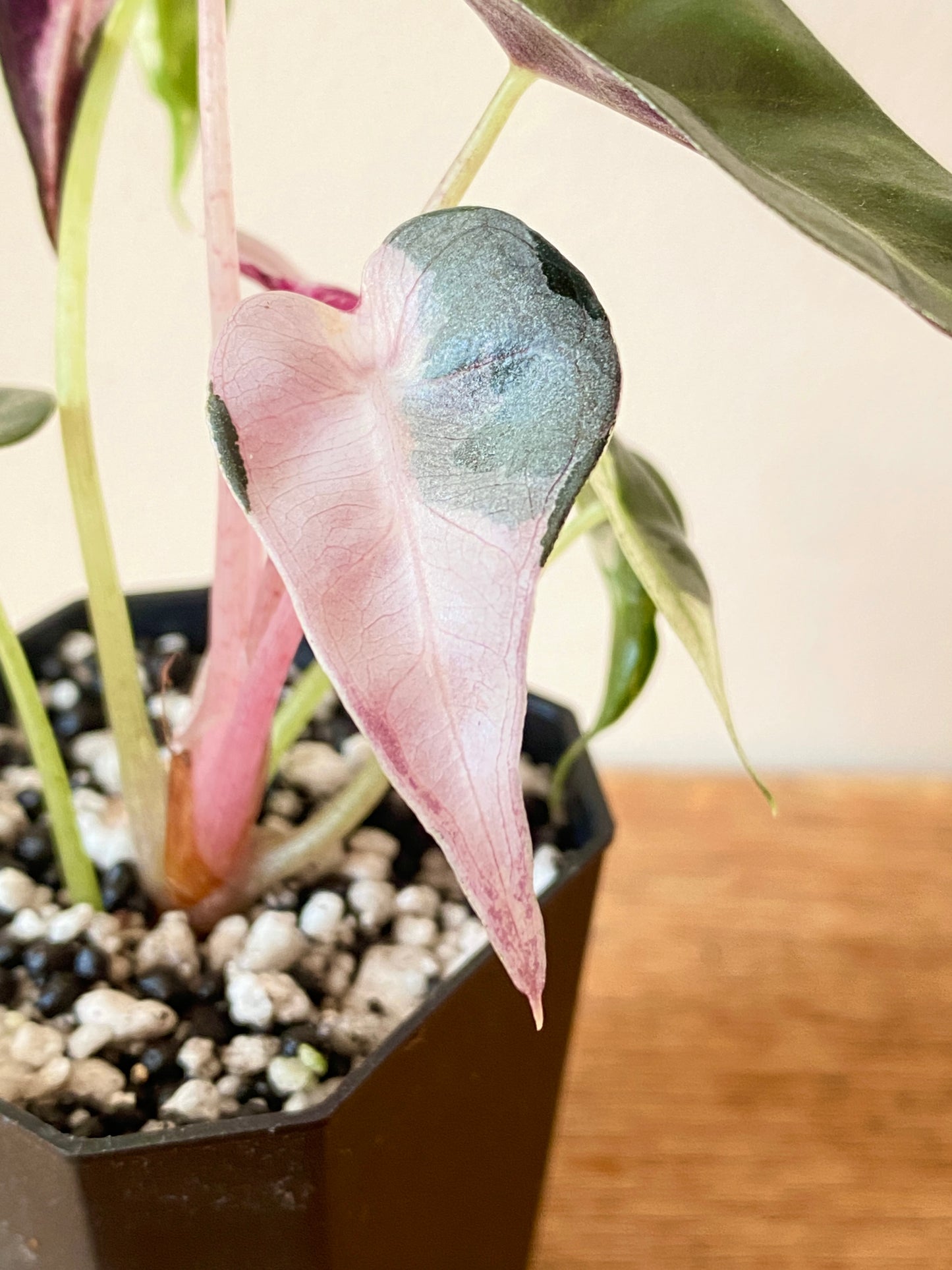 Alocasia Bambino Lava variegated | 5 cm pot