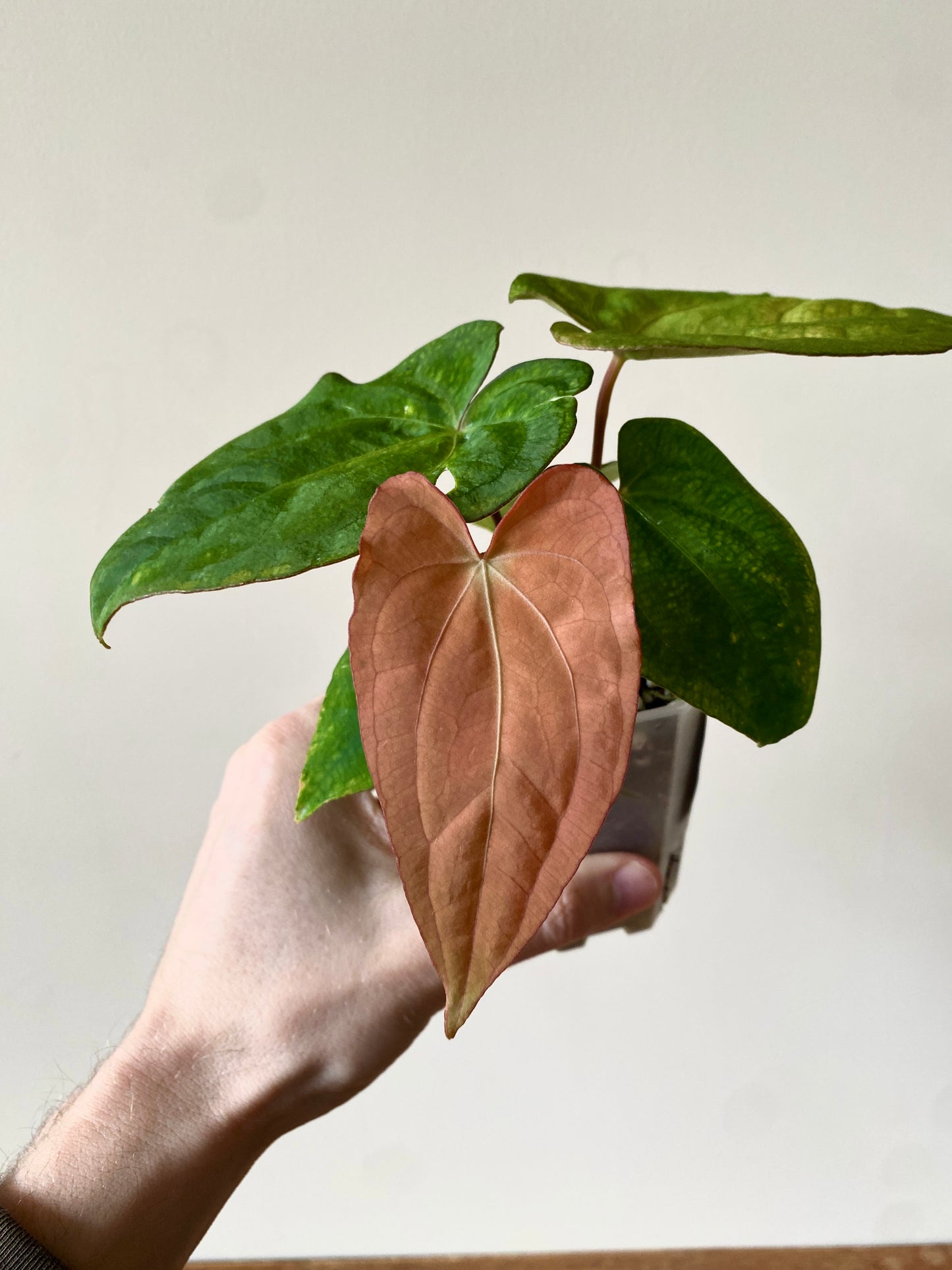 Anthurium RVDP (self) mint variegated | 7 cm pot