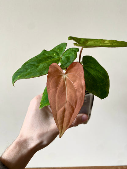 Anthurium RVDP (self) mint variegated | 7 cm pot