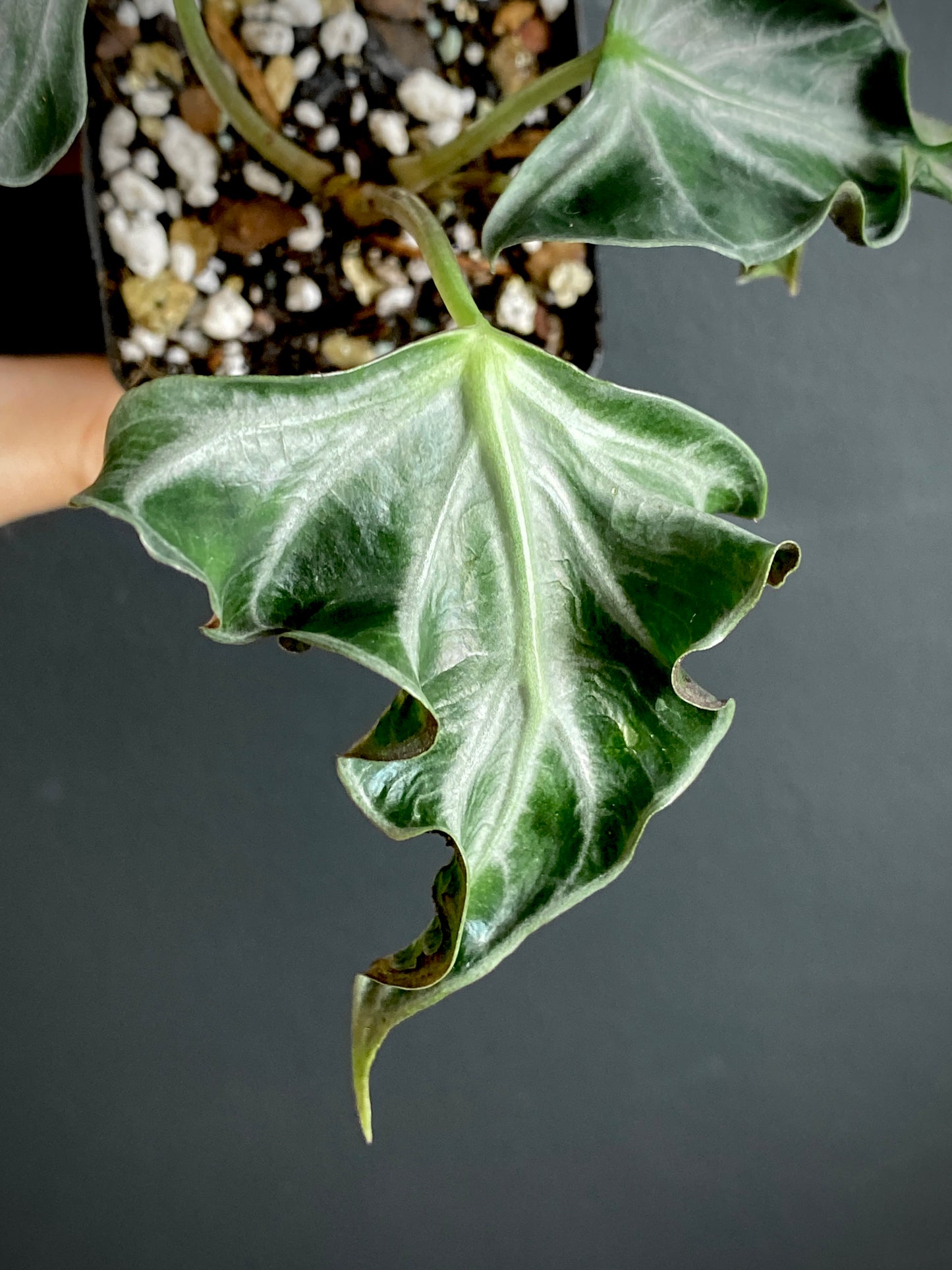 Alocasia Loco | 7 cm pot