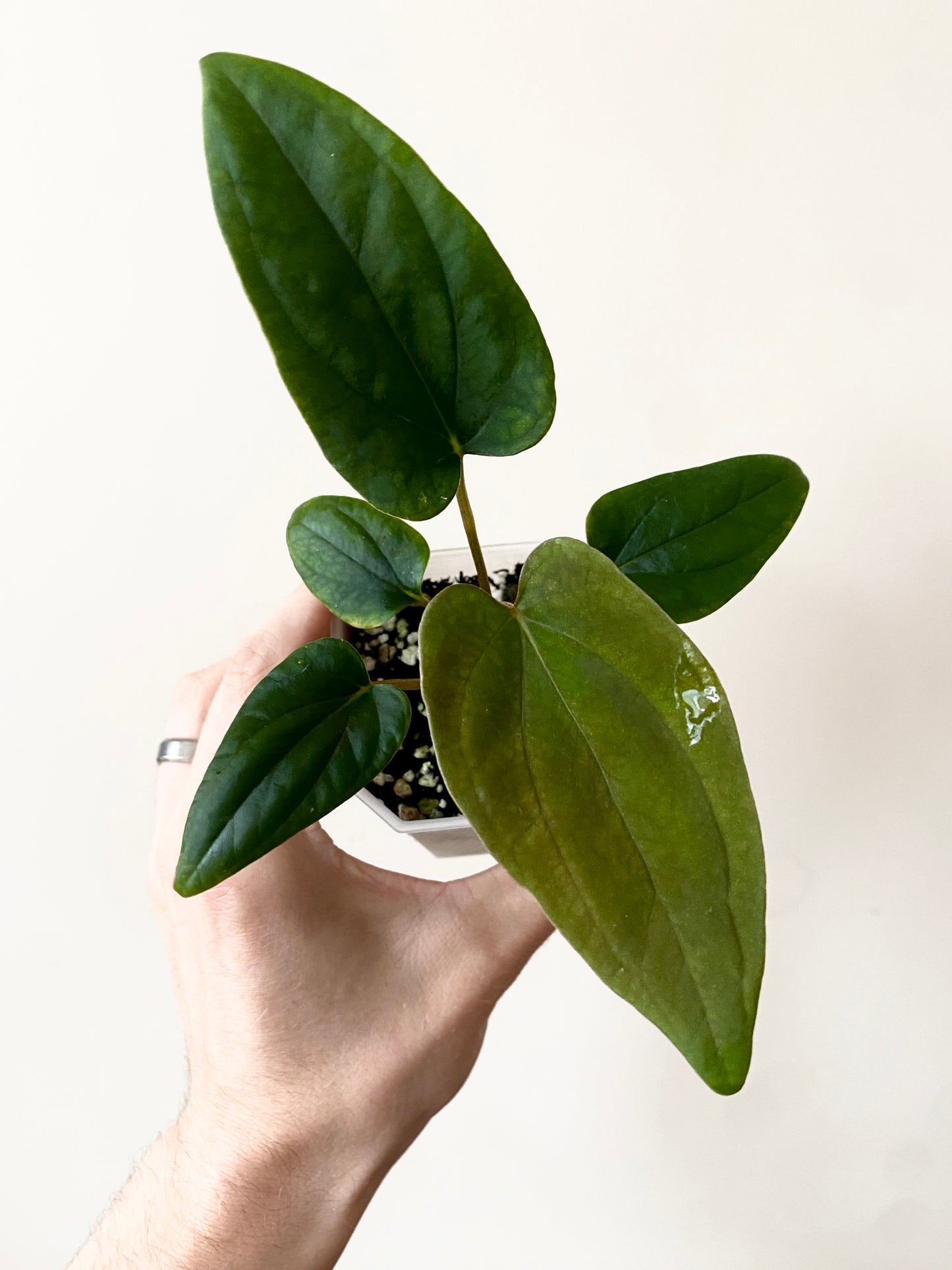 Anthurium Portillae 'Dorito' S2 | 7 cm pot [B]