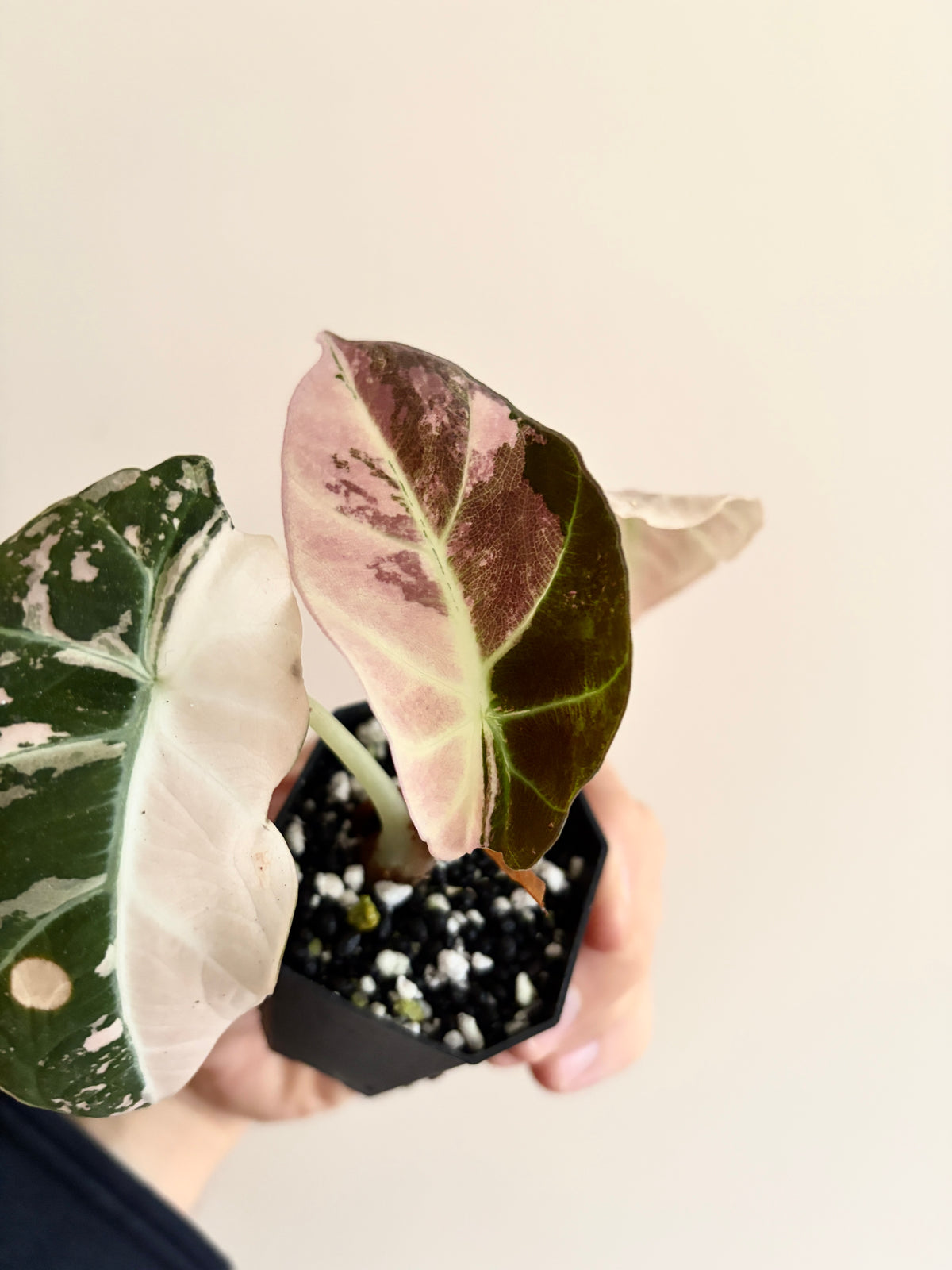 Alocasia Black Velvet Pink variegata | 5 cm pot