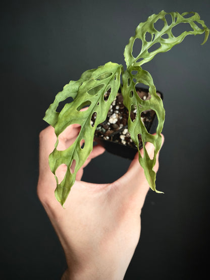 Monstera Obliqua Peru | 6 cm pot