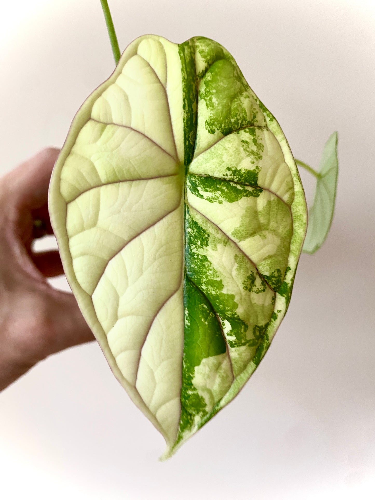 Alocasia Dragonscale Albo variegata | 7 cm pot (B)