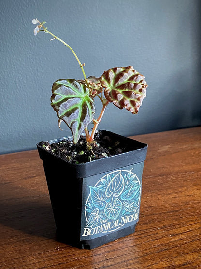 Begonia Dracopelta X Sarawak | 6 cm pot [A]