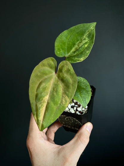 Anthurium Papillilaminum var X Guna Yala (S1) | 7 cm pot