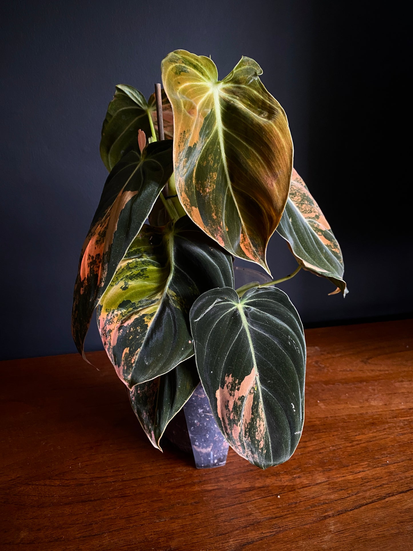 Philodendron Melanochrysum Orange variegata | 12 cm pot [A]