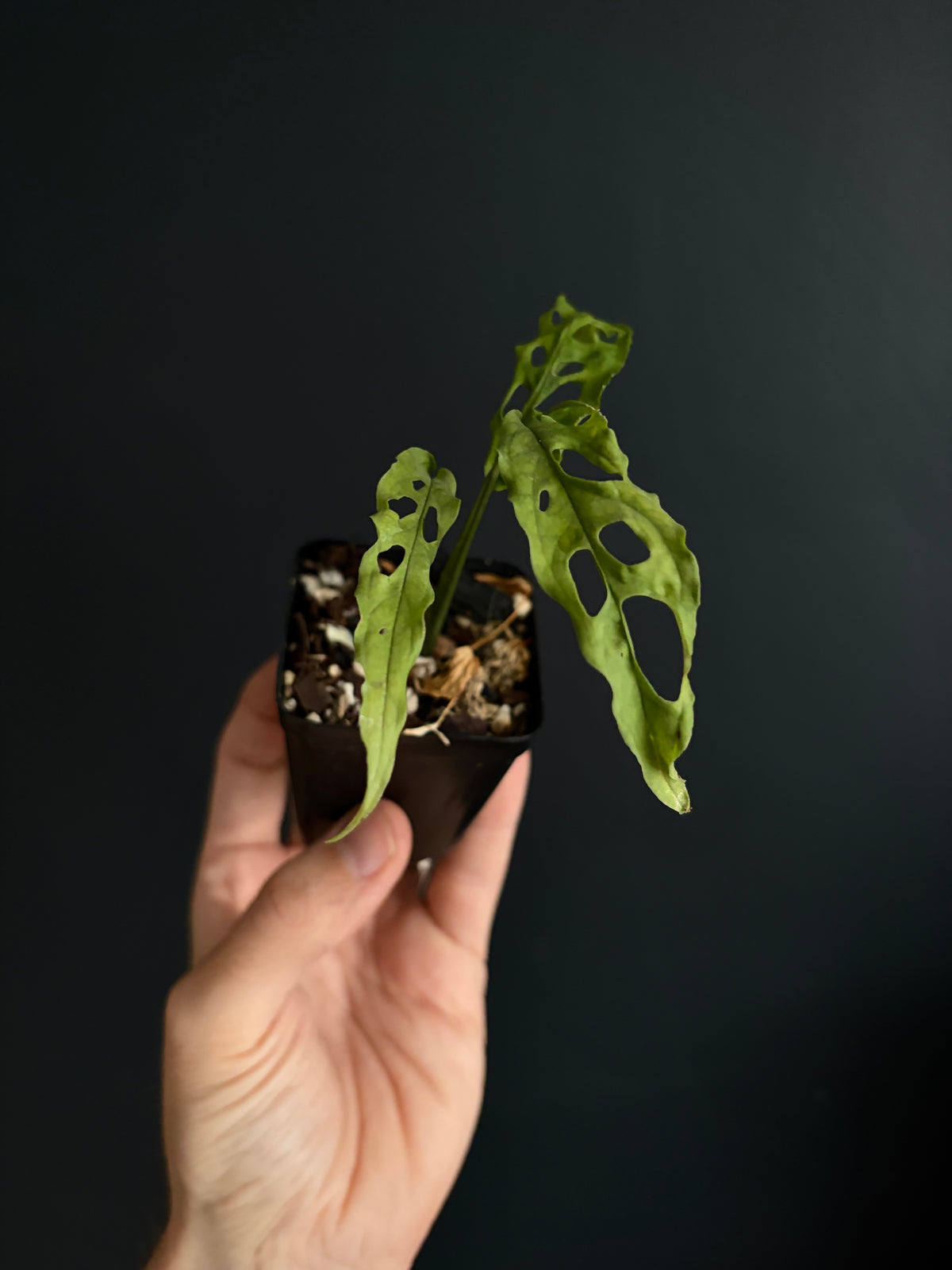 Monstera Obliqua Peru | 6 cm pot