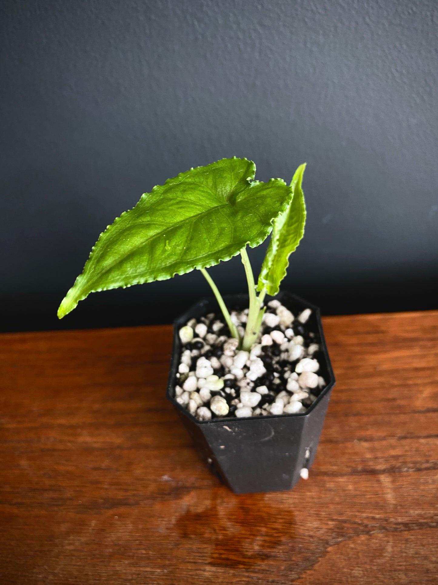 Alocasia Olanii | 5 cm pot [A]