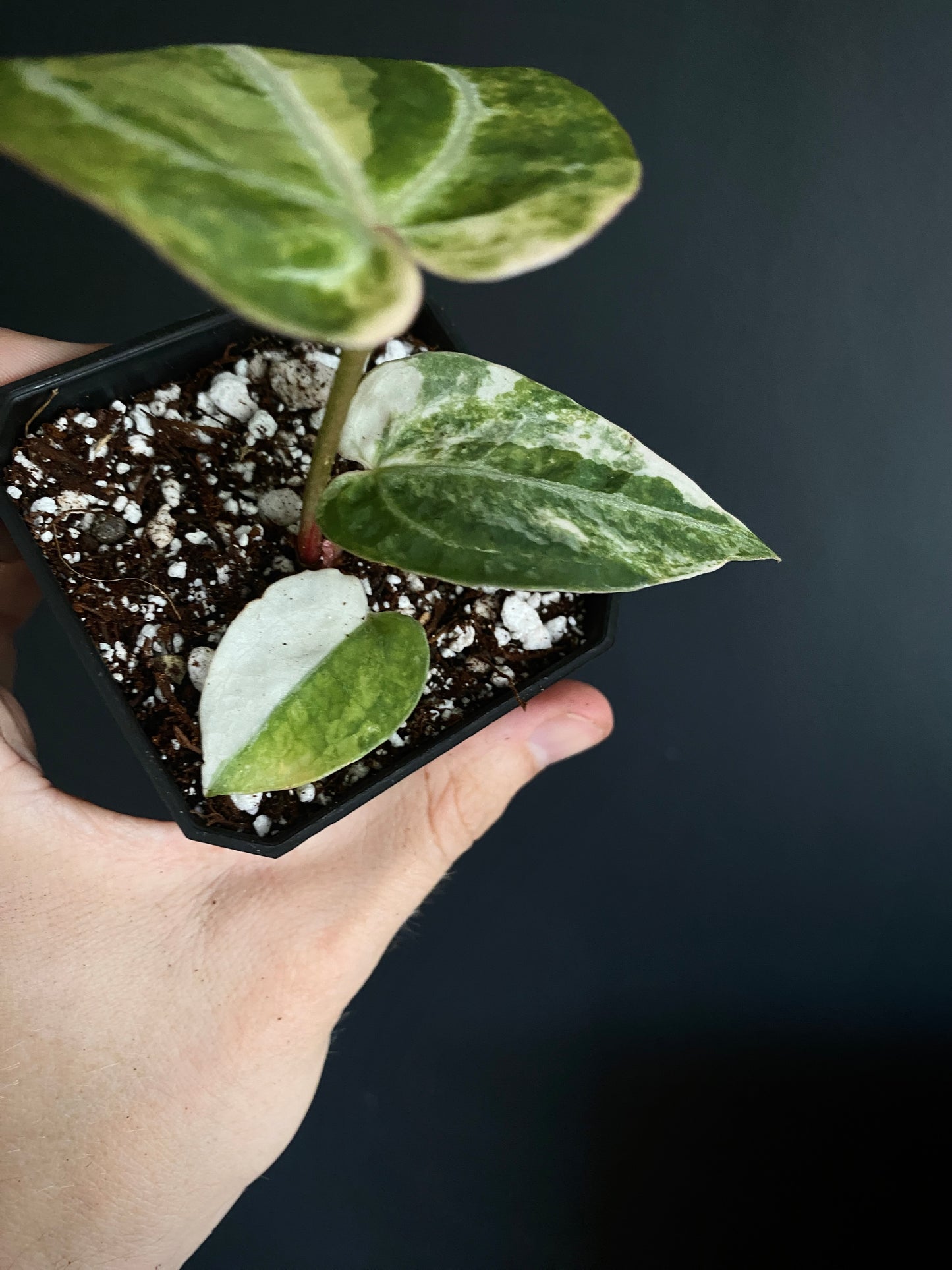 Anthurium Pap.Crystal var X Tezula Red Crystallinum | 7 cm pot [C]