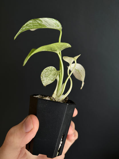 Monstera Star Shadow | 5 cm pot [B]