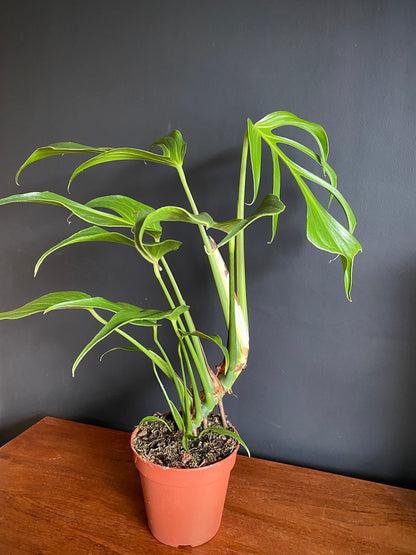 Monstera Burle Marx Flame | 15 cm pot [A]