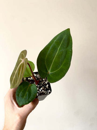 Anthurium Dark Knight X Carlablackiae | 7 cm pot