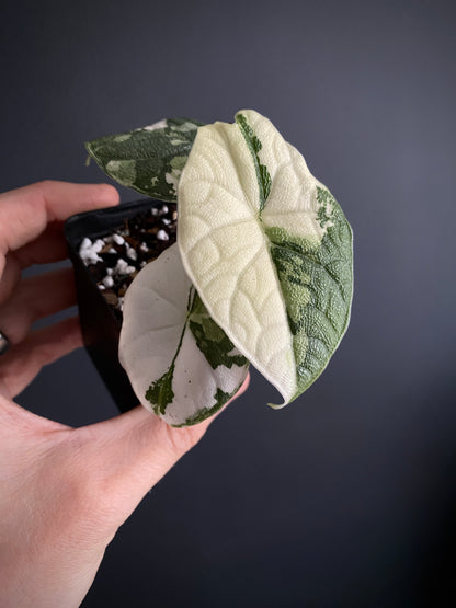 Alocasia Melo Albo variegata | 6 cm pot