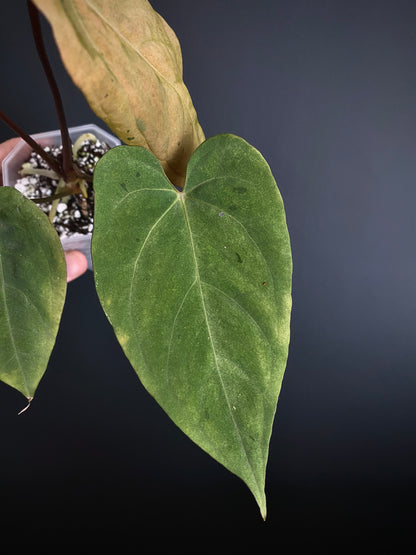 Anthurium Blue Papillilaminum hybrid mint variegated | 7 cm pot