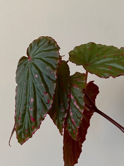 Begonia Negrosensis X Nothobaramensis | 6 cm pot [A]
