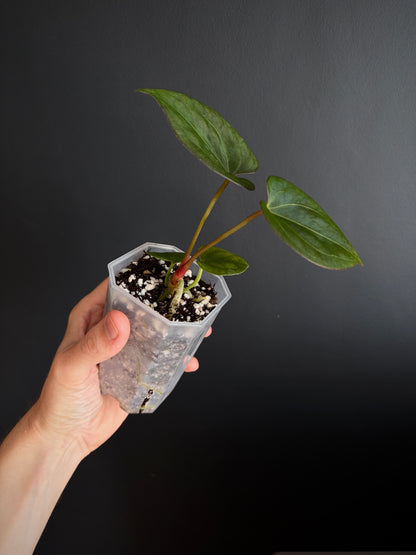 Anthurium King of Spades (KOS/HU) | 7 cm pot