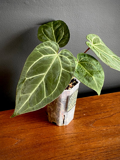 Anthurium NoID | 9 cm pot