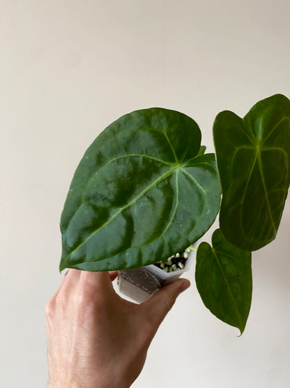 Anthurium Delta Force X Forgetii | 7 cm pot