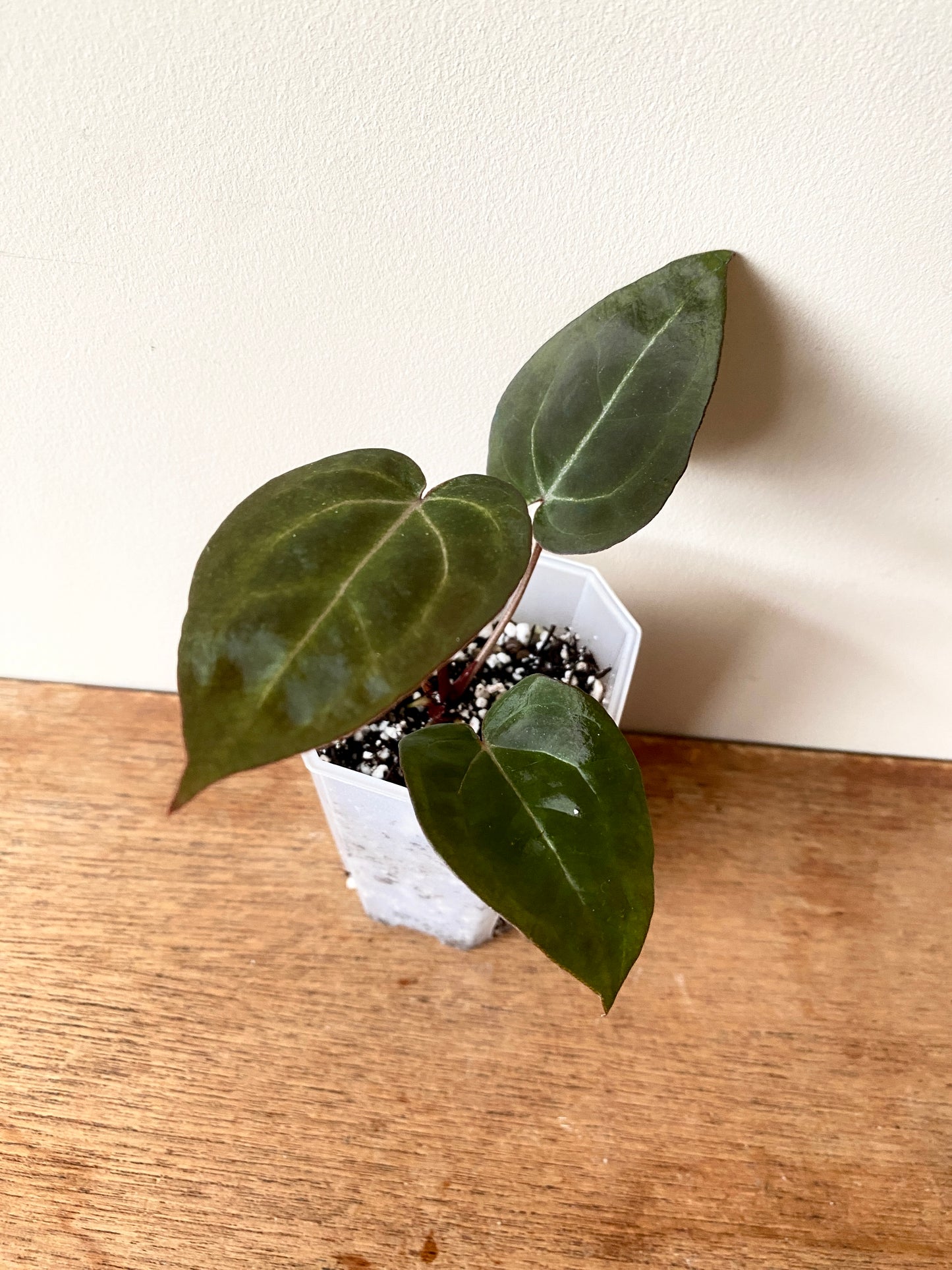 Anthurium Black Widow x Michelle S1 | 7 cm pot [A]
