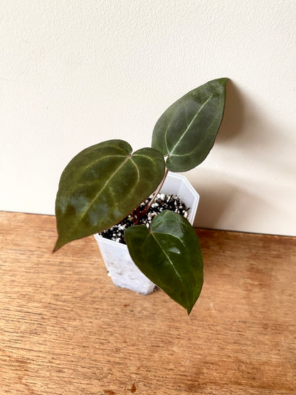 Anthurium Black Widow x Michelle S1 | 7 cm pot [A]