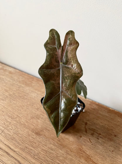 Alocasia Pseudosanderiana Pink variegated | 7 cm pot