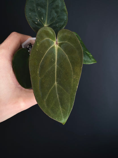 Anthurium (DressCarla x BVEP) X (Carlablackiae x Papillilaminum) | 7 cm pot [B]
