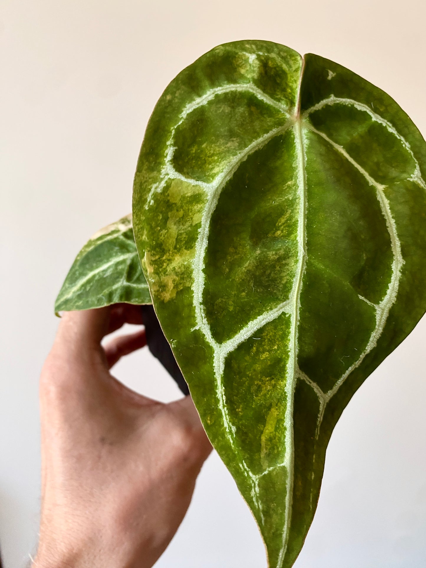 Anthurium Pap.Crystal var X Tezula Red Crystallinum | 7 cm pot [A]