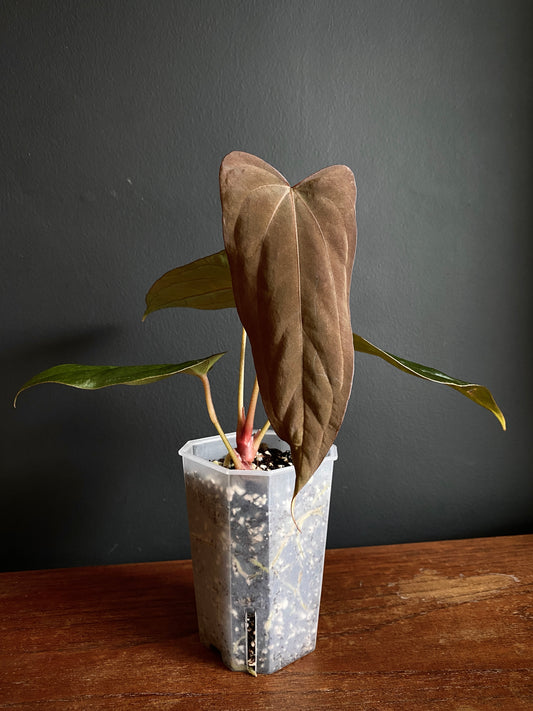 Anthurium Golden Eagle X BVEP (R.FxF) | 7 cm pot [select - dark]