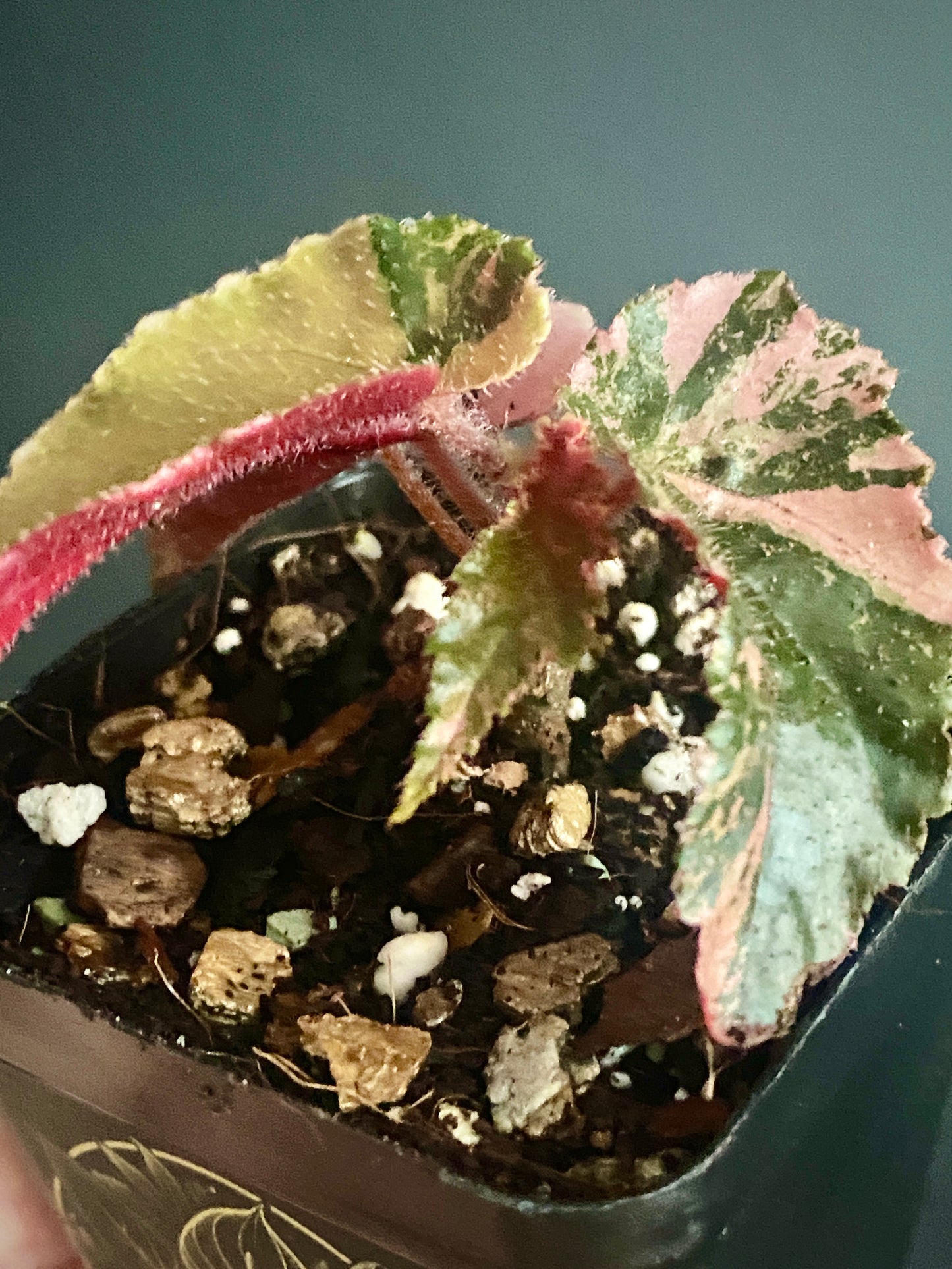 Begonia Ginny Galaxy Pink variegated | 7 cm pot