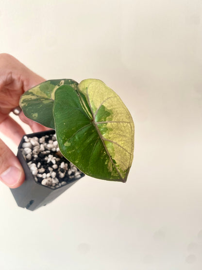 Alocasia Yucatan Princess variegated | 5 cm pot [B]