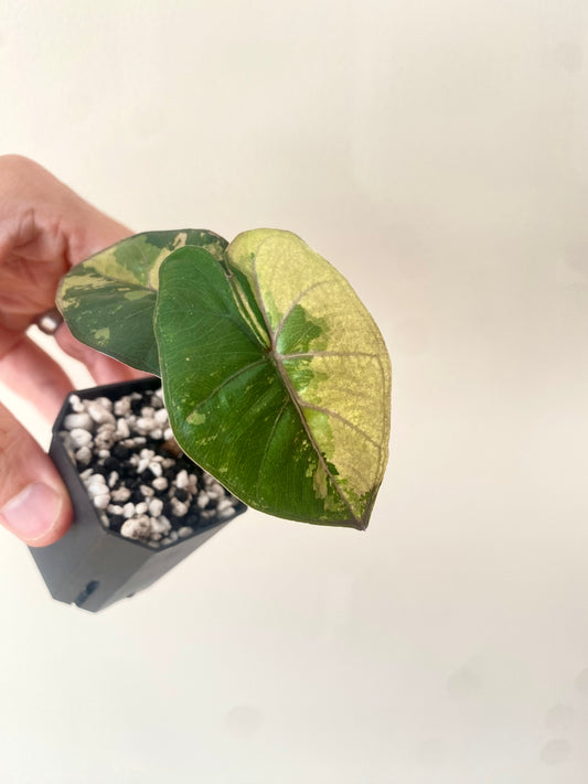 Alocasia Yucatan Princess variegated | 5 cm pot [B]