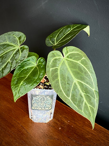 Anthurium NoID | 9 cm pot