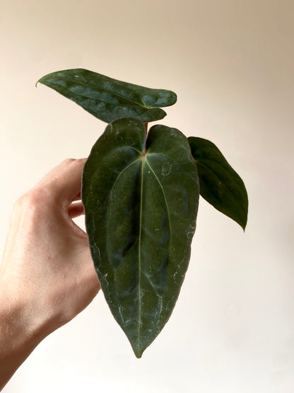Anthurium (DressCarla x BVEP) X (Carlablackiae x Papillilaminum) | 7 cm pot [A]