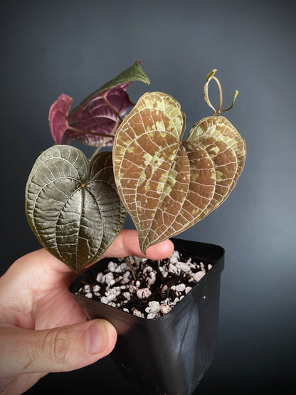 Dioscorea Discolor | 6 cm pot