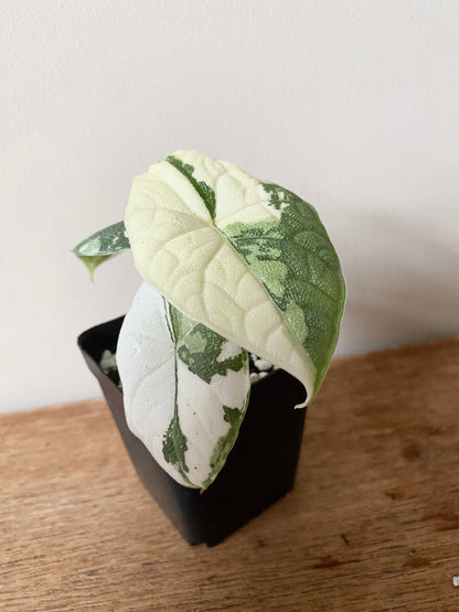 Alocasia Melo Albo variegata | 6 cm pot