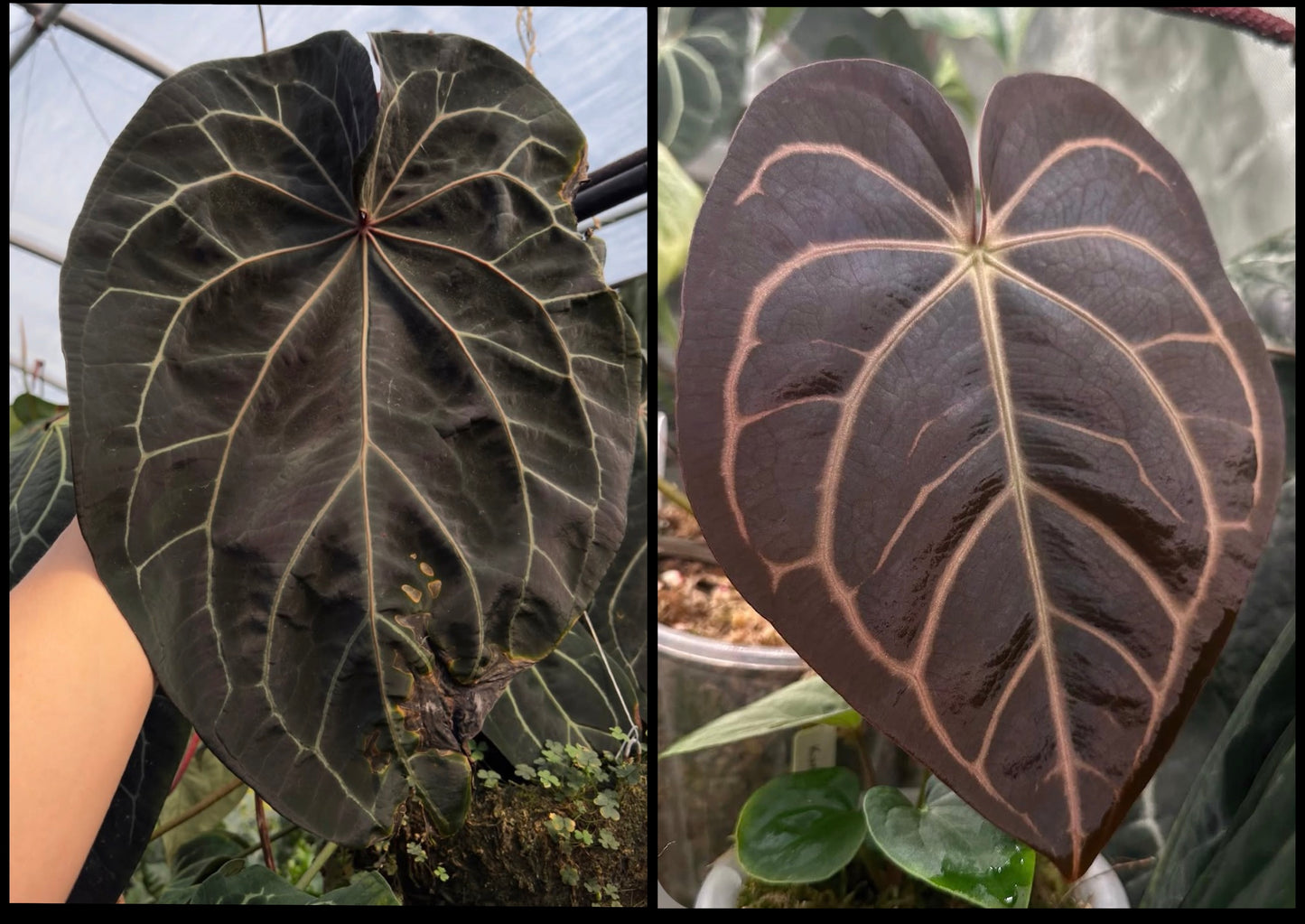 Anthurium Dark Web X Carlablackiae 'Marcella' | 7 cm pot