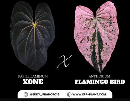 Anthurium Papillilaminum X-one X Flamingo Bird | 6 cm pot