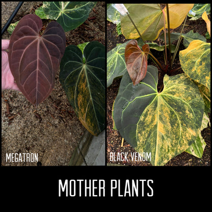 Anthurium Megatron X Black Venom (non-variegated) | 6 cm pot [A]