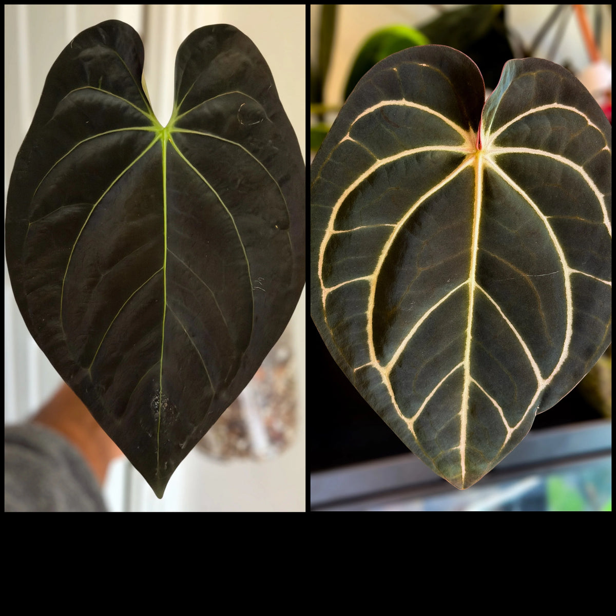 Anthurium (Guna Yala x Carlablackiae) X Carlablackiae RA10 S1 | 6 cm pot [A]